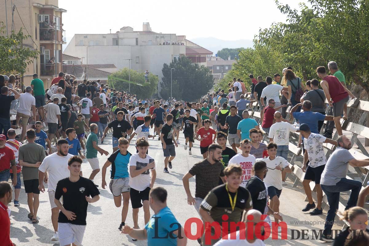 Quinto encierro de la Feria Taurina del Arroz en Calasparra