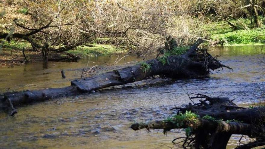 Varios troncos caídos en el medio del río Mandeo.