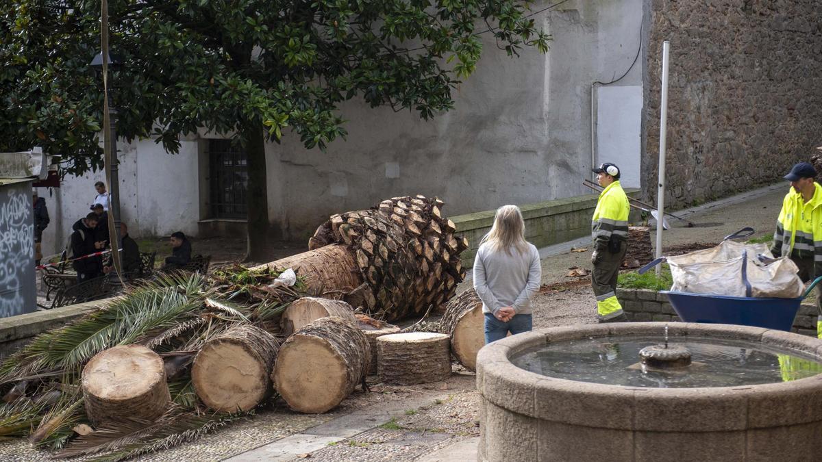 El picudo rojo acaba con la palmera de la iglesia de As Capuchinas