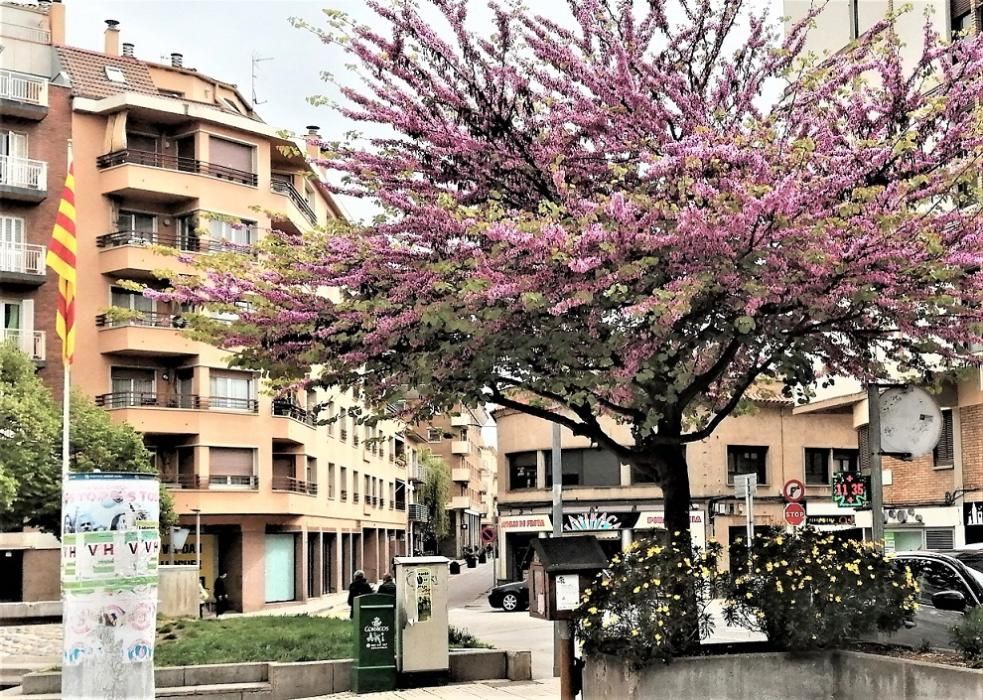 L’esplendor de la primavera a la plaça de Catalunya de Manresa.