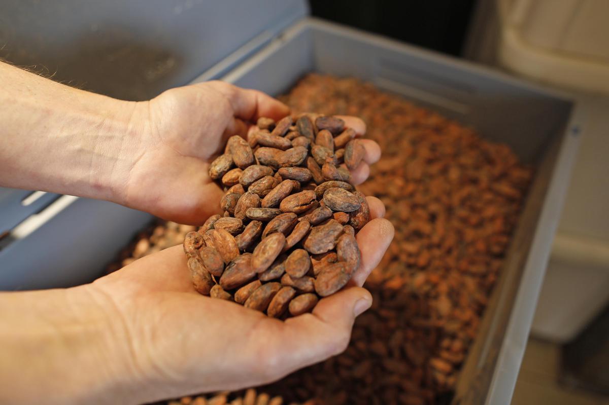 Damian Allsop mostra faves de cacau abans de ser treballades a l'obrador de Casa Cacao.