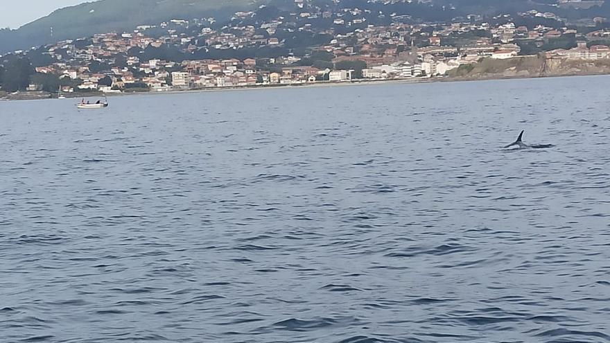 Lo que avistaron los vecinos de Nigrán en aguas de Panxón no era una orca, era un delfín gris (foto). Pero el animal que atacó a la embarcación que esta semana salió de Vigo hacia Sada sí era una orca (vídeo).