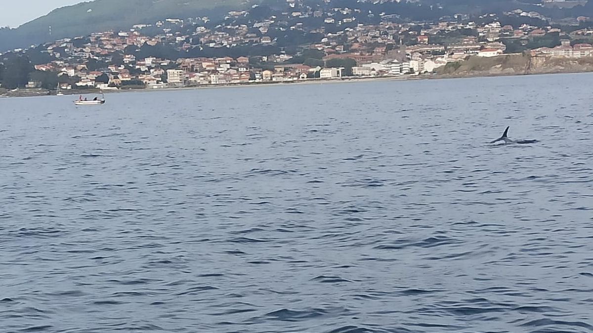 Así fue el impactante ataque de los orcas a un velero que partió de Vigo