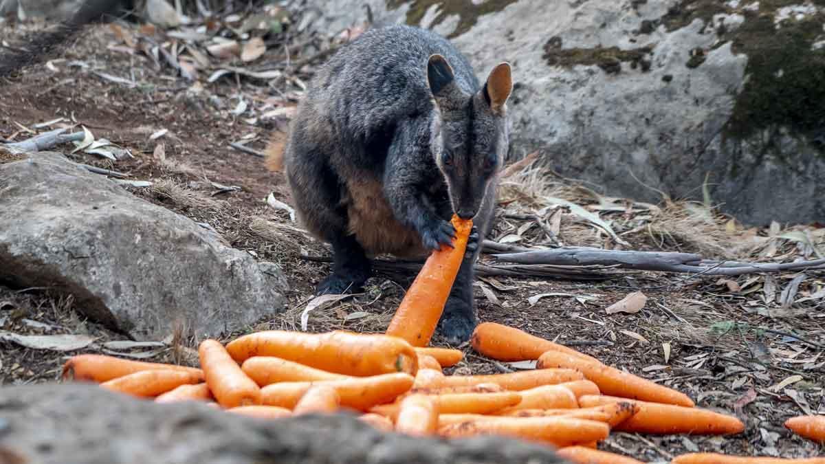 Australia lanza desde helicópteros miles de kilos de comida para los animales hambrientos