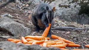 Australia lanza desde helicópteros miles de kilos de comida para los animales hambrientos.