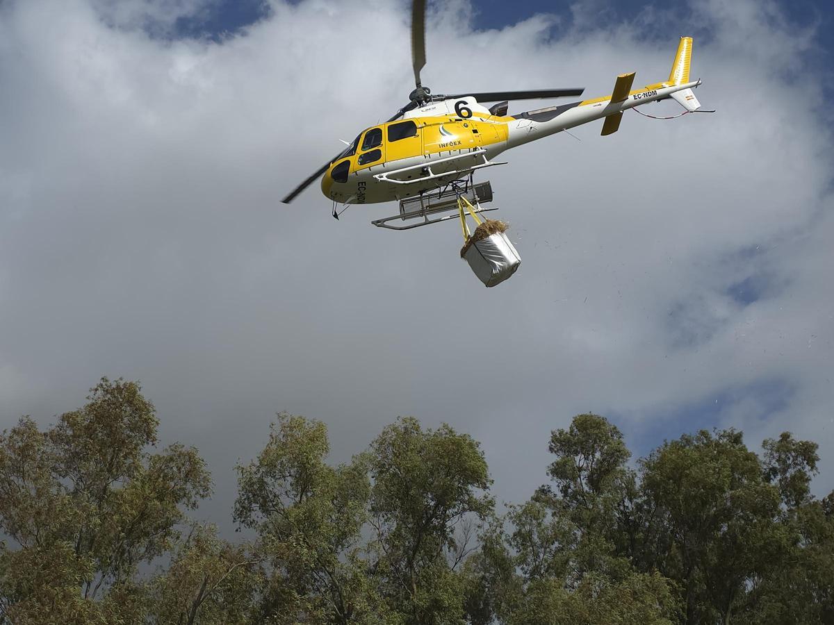 Fotogalería | Un helicóptero al rescate de las ovejas atrapadas en Arroyo de San Serván
