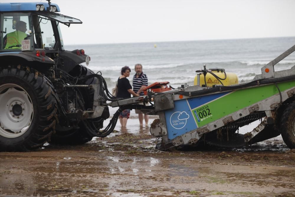 Recogida de ocle en la playa de San Lorenzo de Gijón