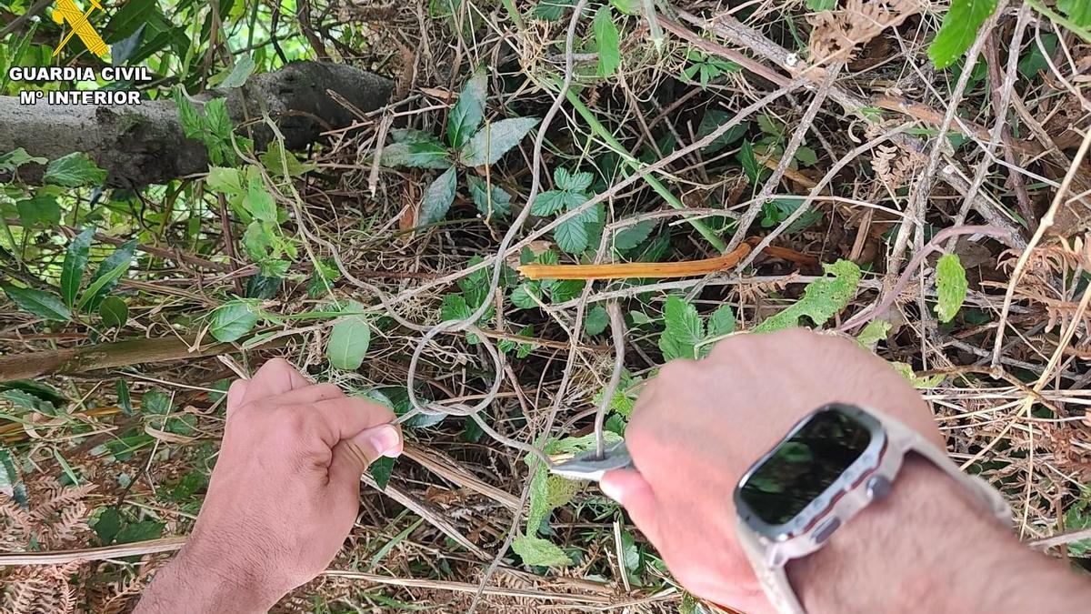 Uno de los lazos intervenido en la finca de A Laracha.