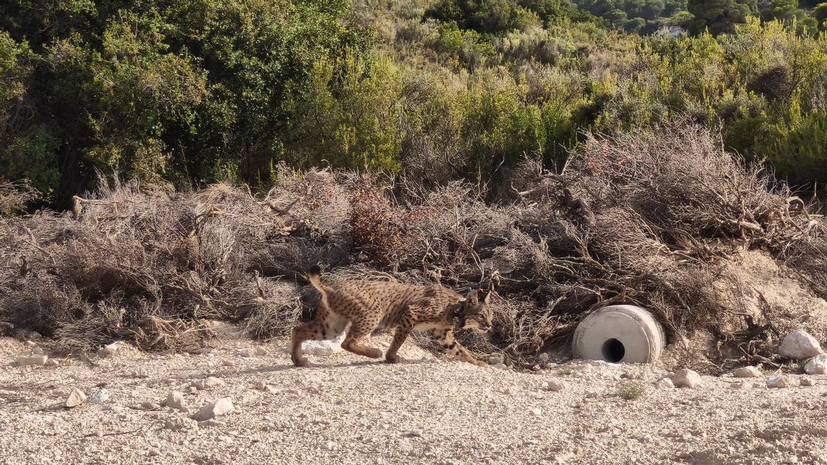 VÍDEO | Walqa, ya en Aragón, completa el programa de reintroducción del lince ibérico en 2026