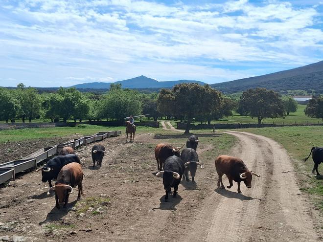 Los toros que esperan repetir triunfo en Gijón tras dos años de éxitos en la feria de Begoña (en imágenes)