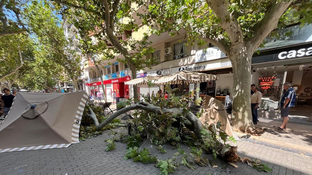 La rama ha caído sobre una de las sombrillas de la terraza de la heladería