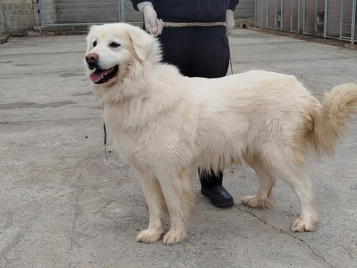 Uno de los perros en adopción en el centro de protección animal de la DPZ