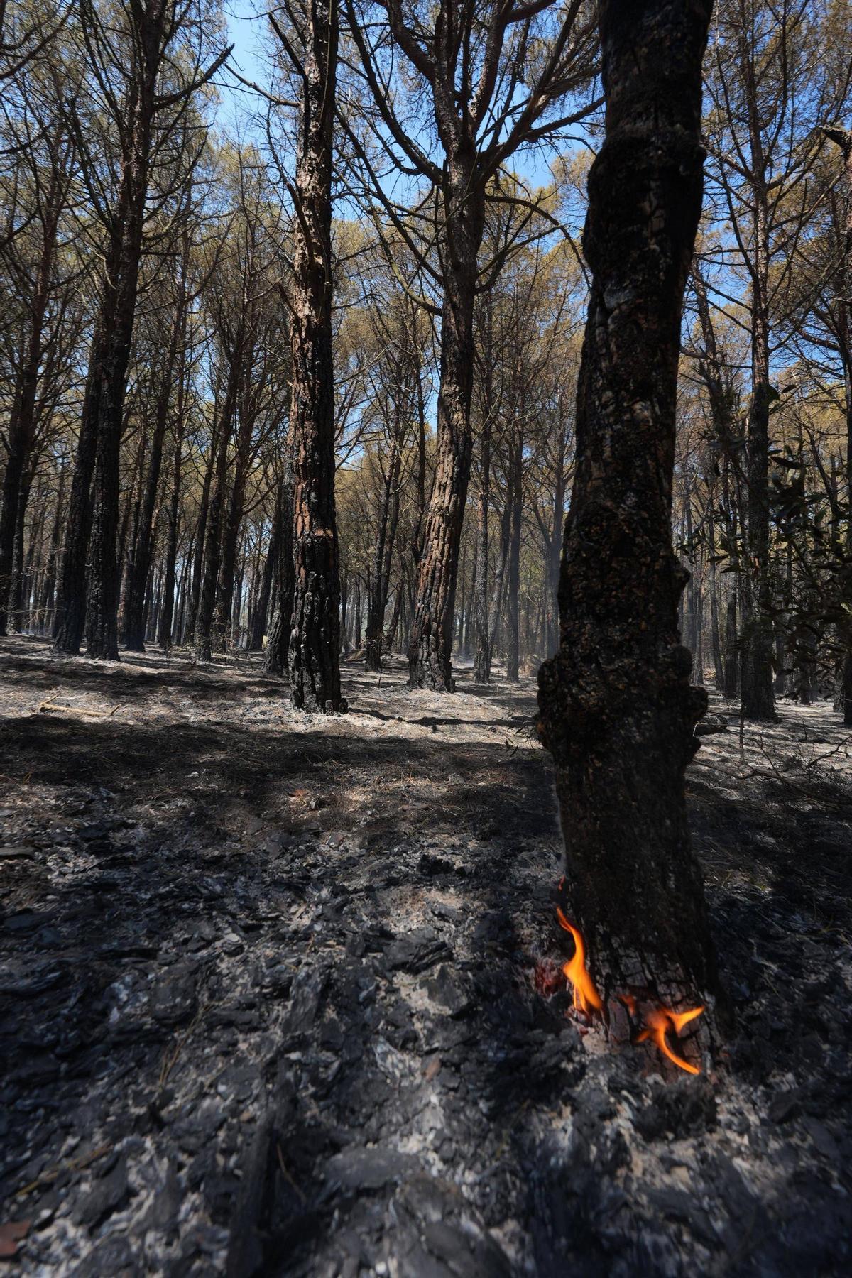 Galeria de fotos: l'incendi de les Gavarres calcina una casa a Calonge Galeria de fotos: l'incendi de les Gavarres calcina una casa a Calonge