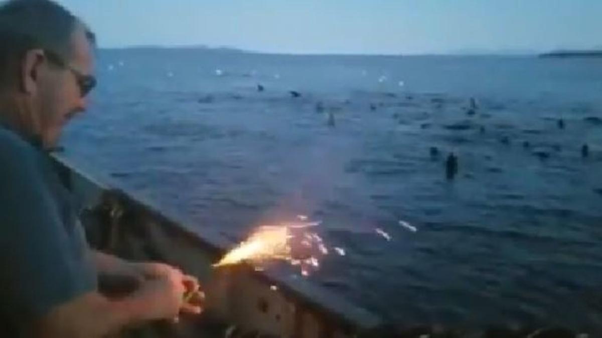 Un pescador lanza explosivos a leones marinos