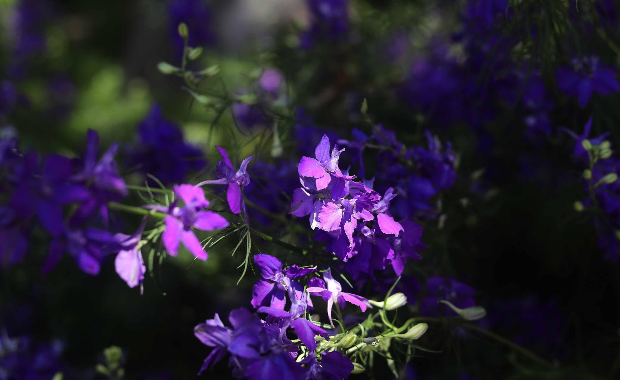 Las flores del Jardín Botánico en primavera