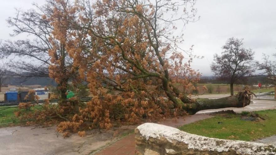 Un árbol derribado por el viento, este lunes por la mañana en Ronda.