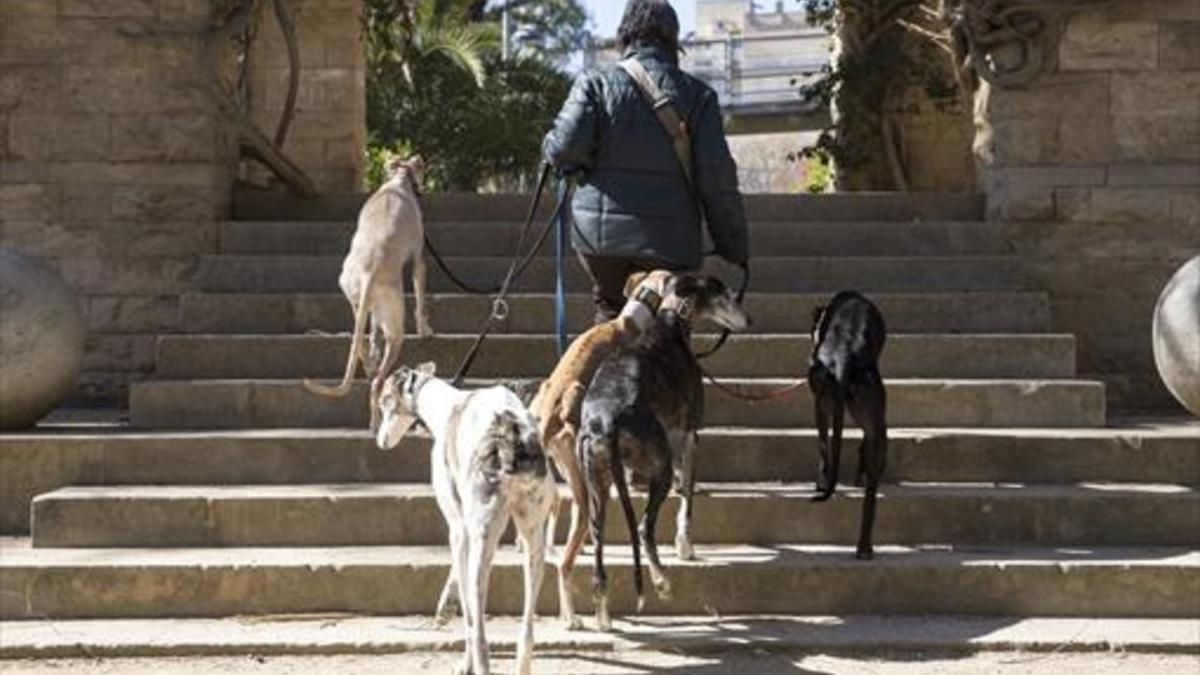 Mascotas 8 Una mujer pasea a cinco perros atados con correa en el parque de Joan Miró.
