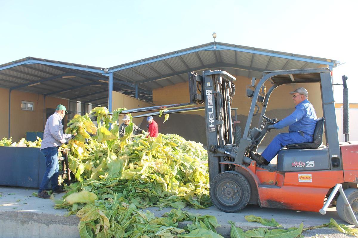 Transporte de las hojas de tabaco a los secaderos de biomasa.