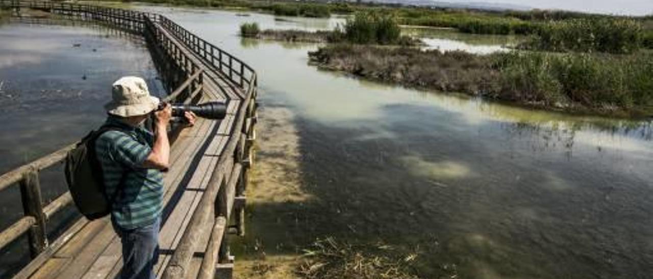 Una de las charcas del parque natural de El Hondo donde se pueden observar las aves.