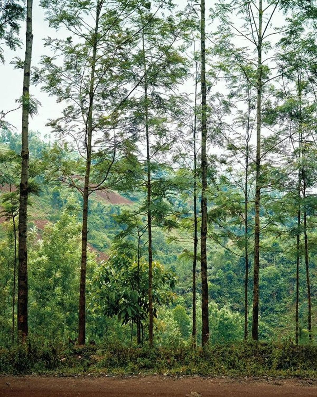 Bosque de Baobab, Treedom