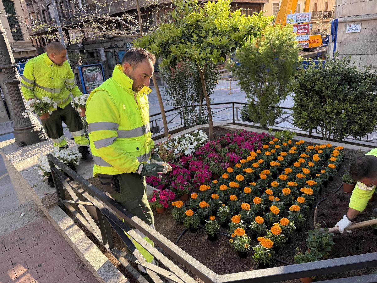 Trabajadores de Actúa plantan flores en las jardineras de la plaza de España de Yecla.