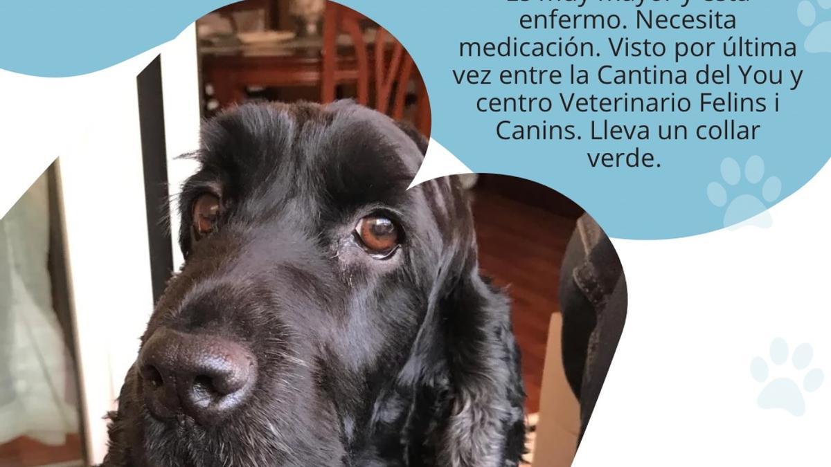 Imagen de Teddy, difundida en redes sociales.
