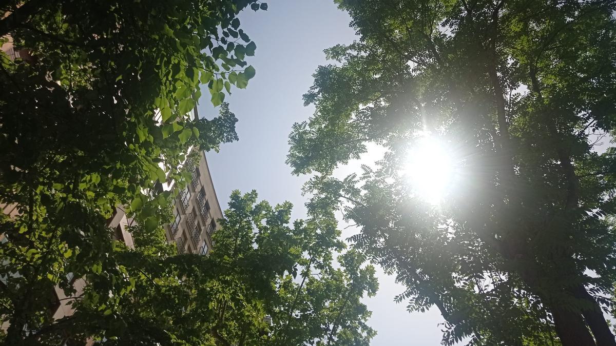 Rayos del sol, entre las copas de los árboles de la plaza Aragón, este lunes por la tarde