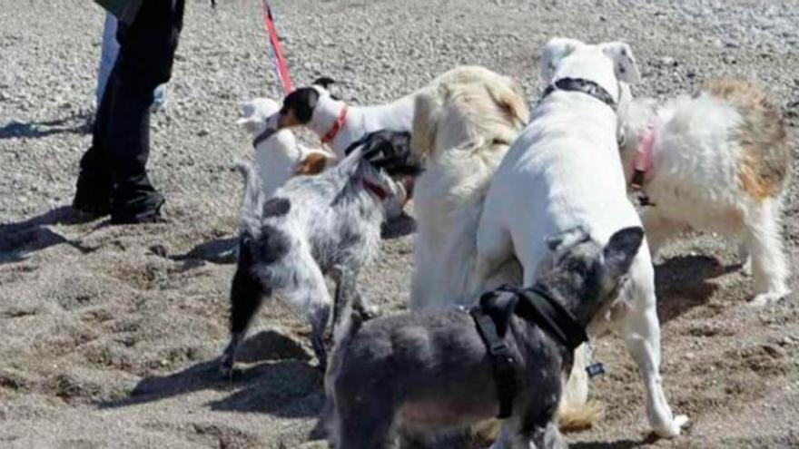 Ciudadanos quiere un registro de ADN de perros para llegar a sus dueños