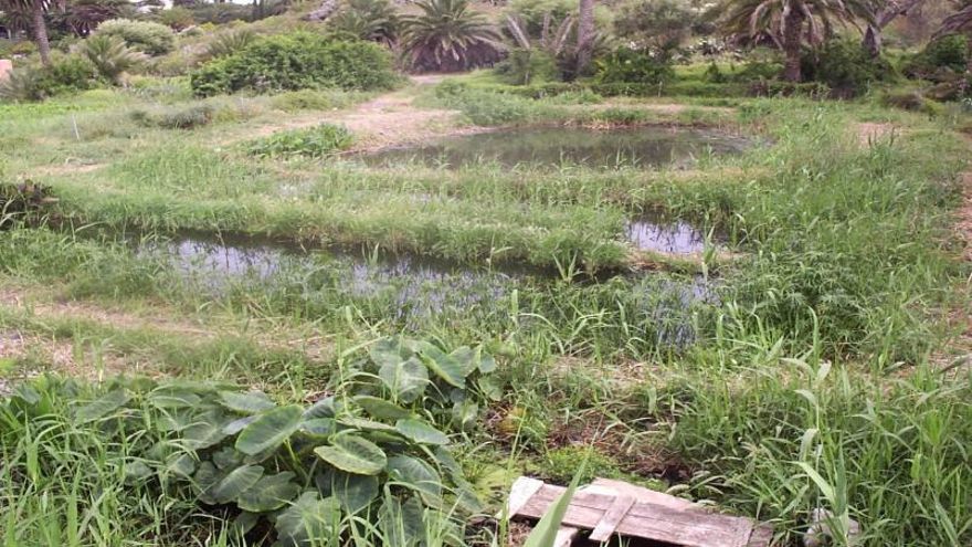 La ULPGC ensaya con éxito en Tafira  la depuración natural de fármacos en aguas residuales