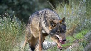 Catalunya es prepara per a noves manades i l’expansió del llop