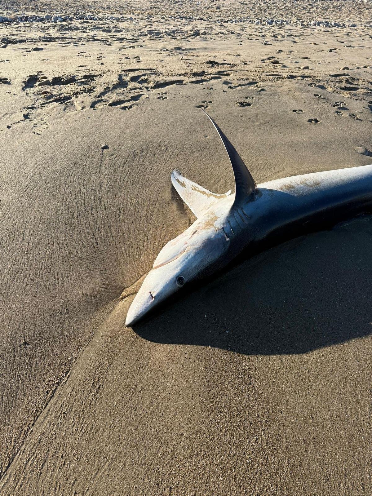 Foto de cerca del tiburón fallecido.