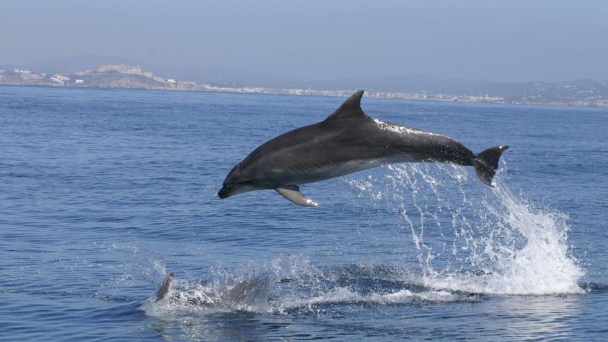 Ibiza acoge un congreso con los mayores expertos en delfines y ballenas