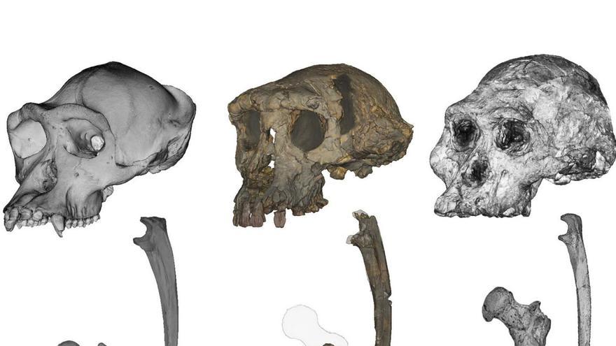 D’esquerra a dreta, cranis, cúbits i fèmurs d’un ximpanzé, un ‘Sahelanthropus’ i un ‘Australopithecus’.  | SCOTT WILLIAMS (NYU) / JASON HEATON