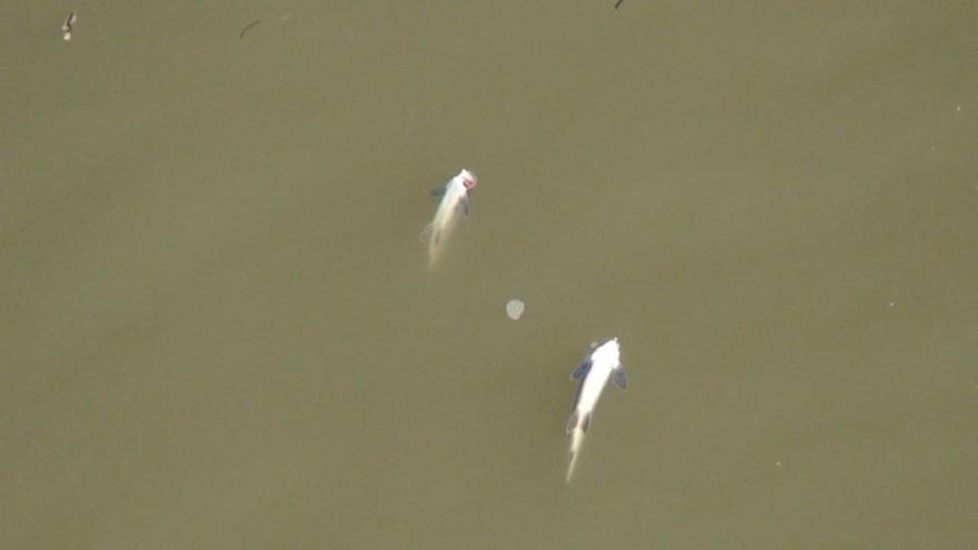 Peces muertos que han aparecido en el río Duero