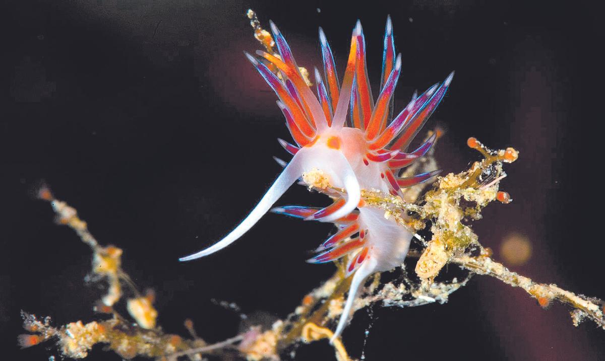 La mirada de Joan Costa. Dominica 28 de septiembre de 2025