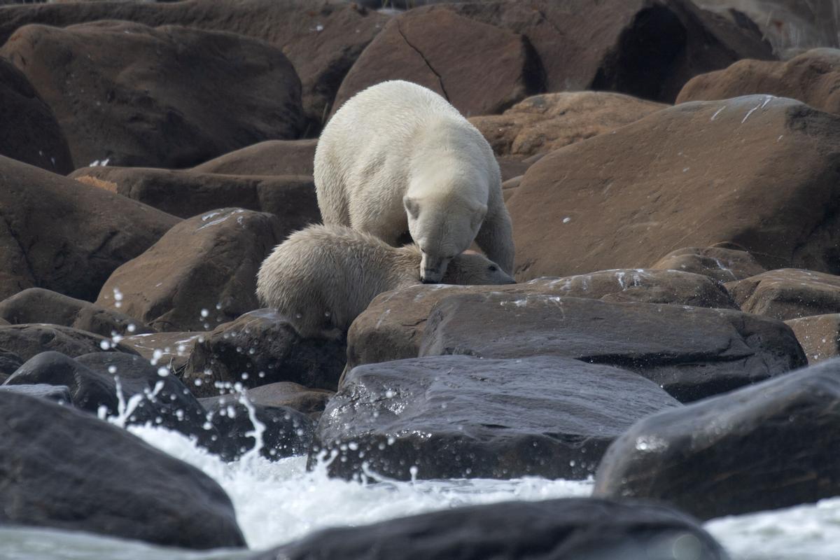 Así viven los osos polares en Hudson Bay, cerca de Churchill (Canadá).