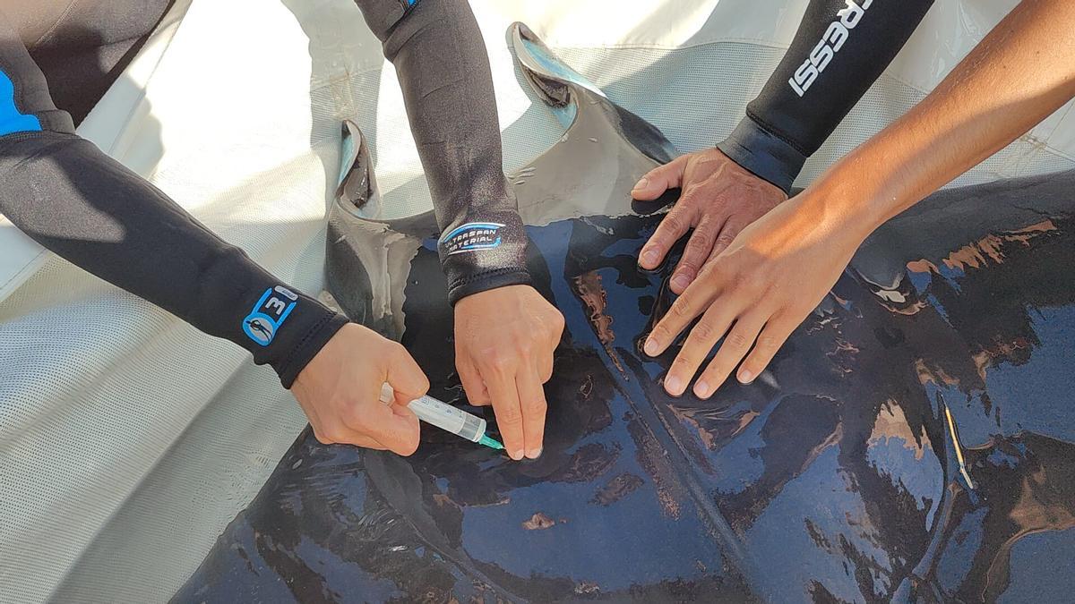 Los expertos del Oceanogràfic toman muestran a la manta raya aparecida en Cullera para estudiar qué le ocurría.