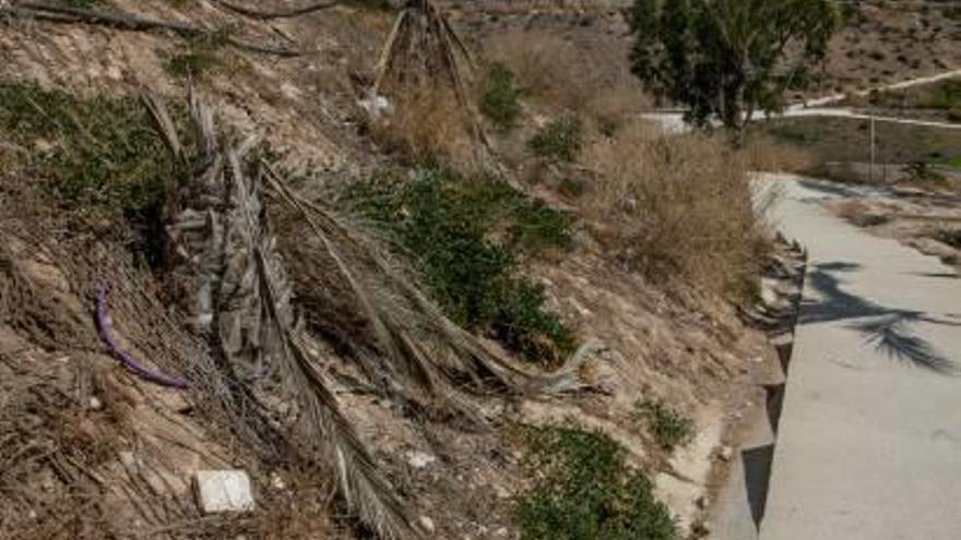 La vegetación de la ladera del río Vinalopó presenta un estado lamentable en la zona del Valle Trenzado debido a problemas por la mala calidad del sistema de riego.