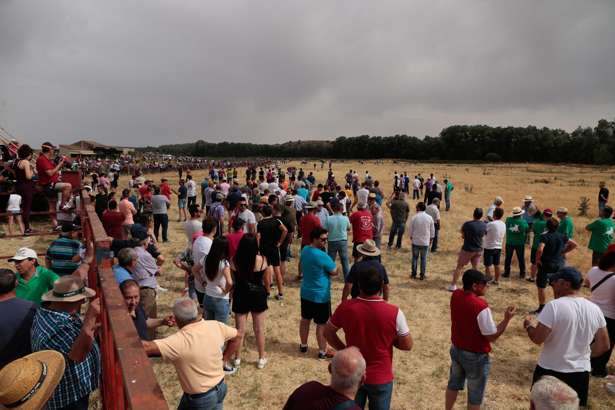 GALERÍA | Encierro mixto en Vadillo de la Guareña