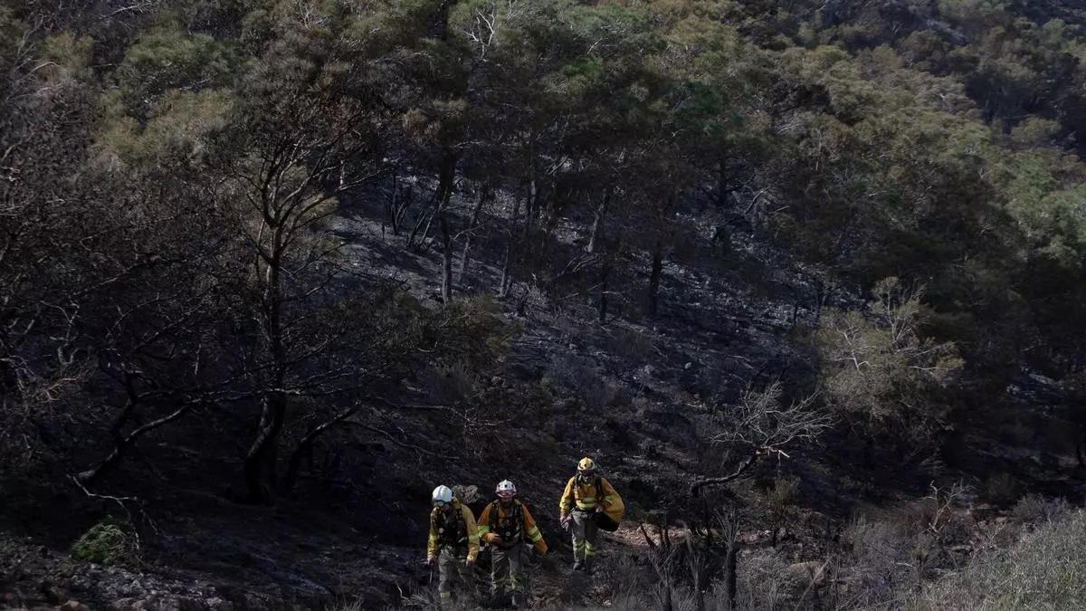 Masa arbórea de Cabo Tiñoso, calcinada por el incendio en el parque natural de la Sierra de la Muela, Cabo Tiñoso y monte Roldán.