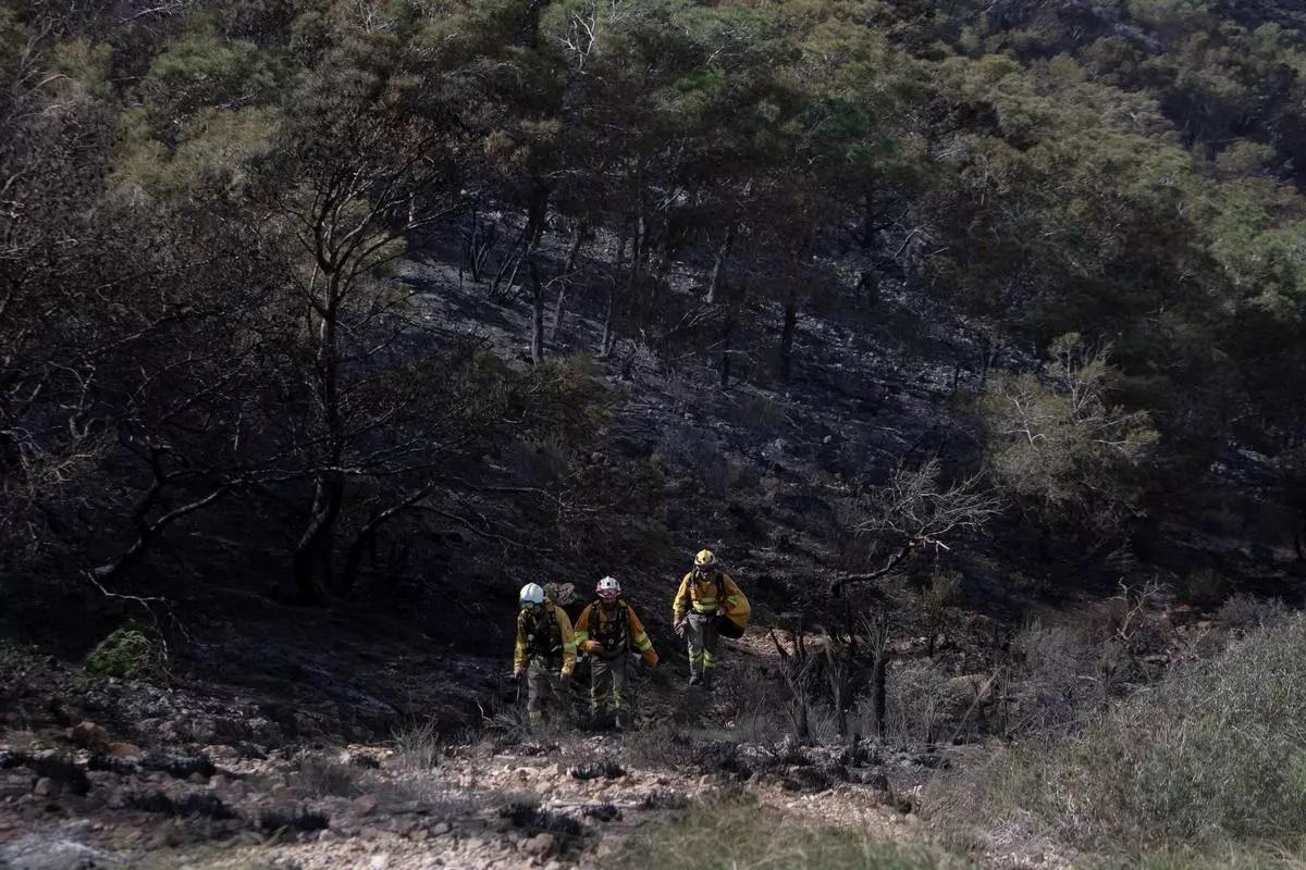 Masa arbórea de Cabo Tiñoso, calcinada por el incendio del pasado sábado en el parque natural de la Sierra de la Muela, Cabo Tiñoso y monte Roldán.