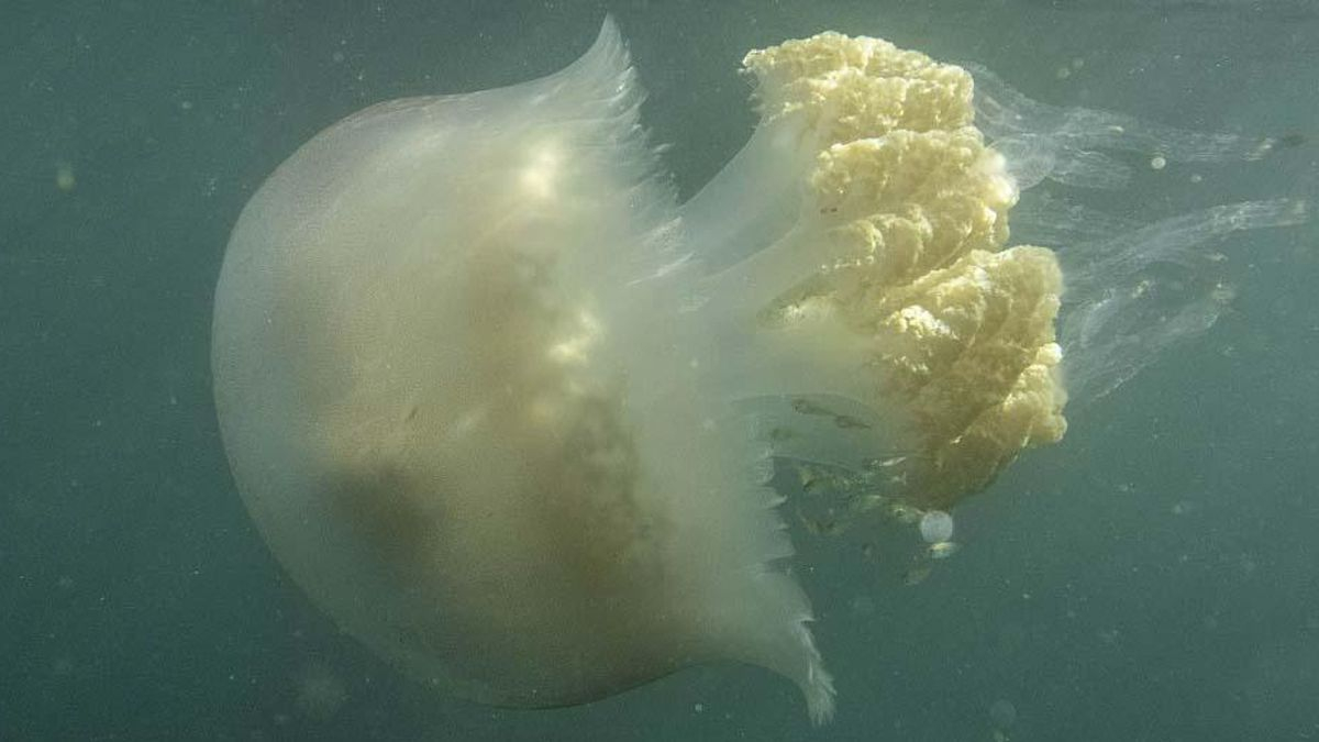 Una medusa gigante se pasea por la ría de Vigo