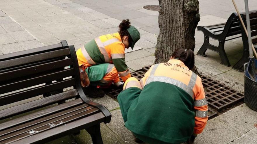 Dos operarias de Emulsa realizan labores en un árbol de la plazuela de San Miguel. | JUAN PLAZA