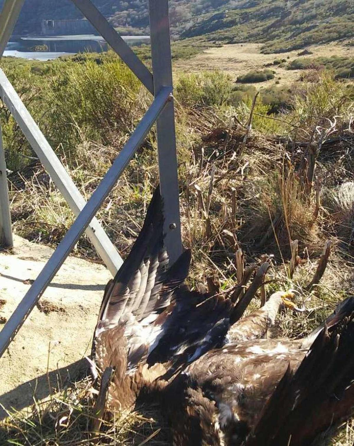 Águila muerta en Vega de Tera.