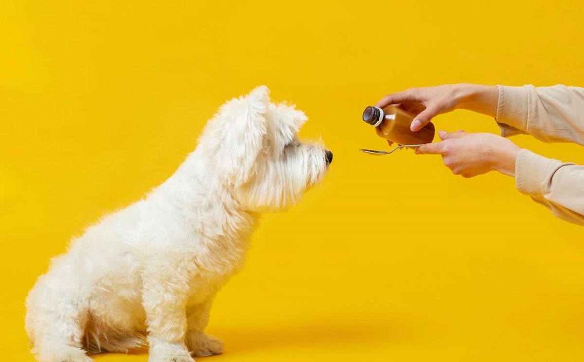 Resfriado en perros | ¿Qué hacer si mi perro mi perro está resfriado?