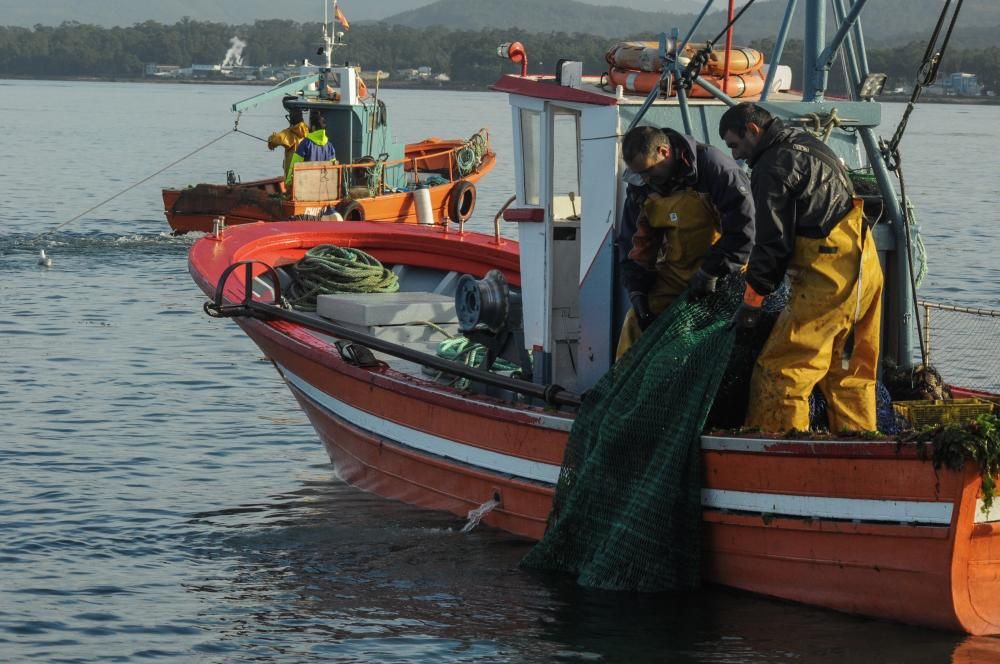 Así comenzó la temporada de la volandeira y la zamburiña en la ría de Arousa // Iñaki Abella