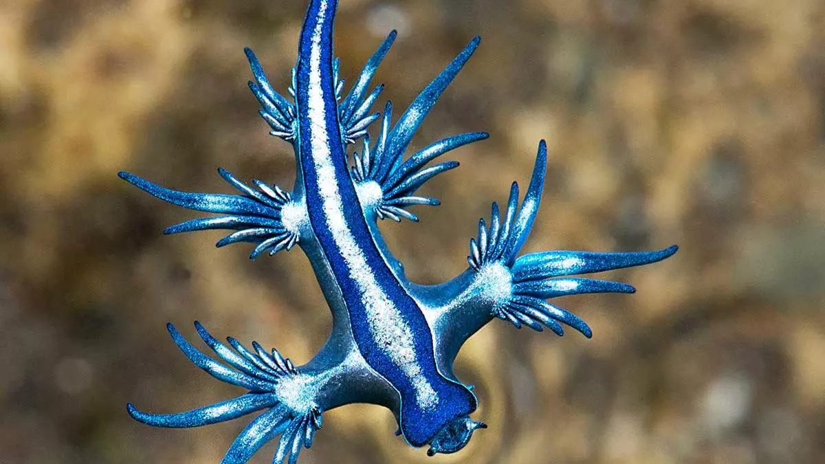 Aparece un dragón azul en aguas de Mallorca después de 300 años desde el último avistamiento