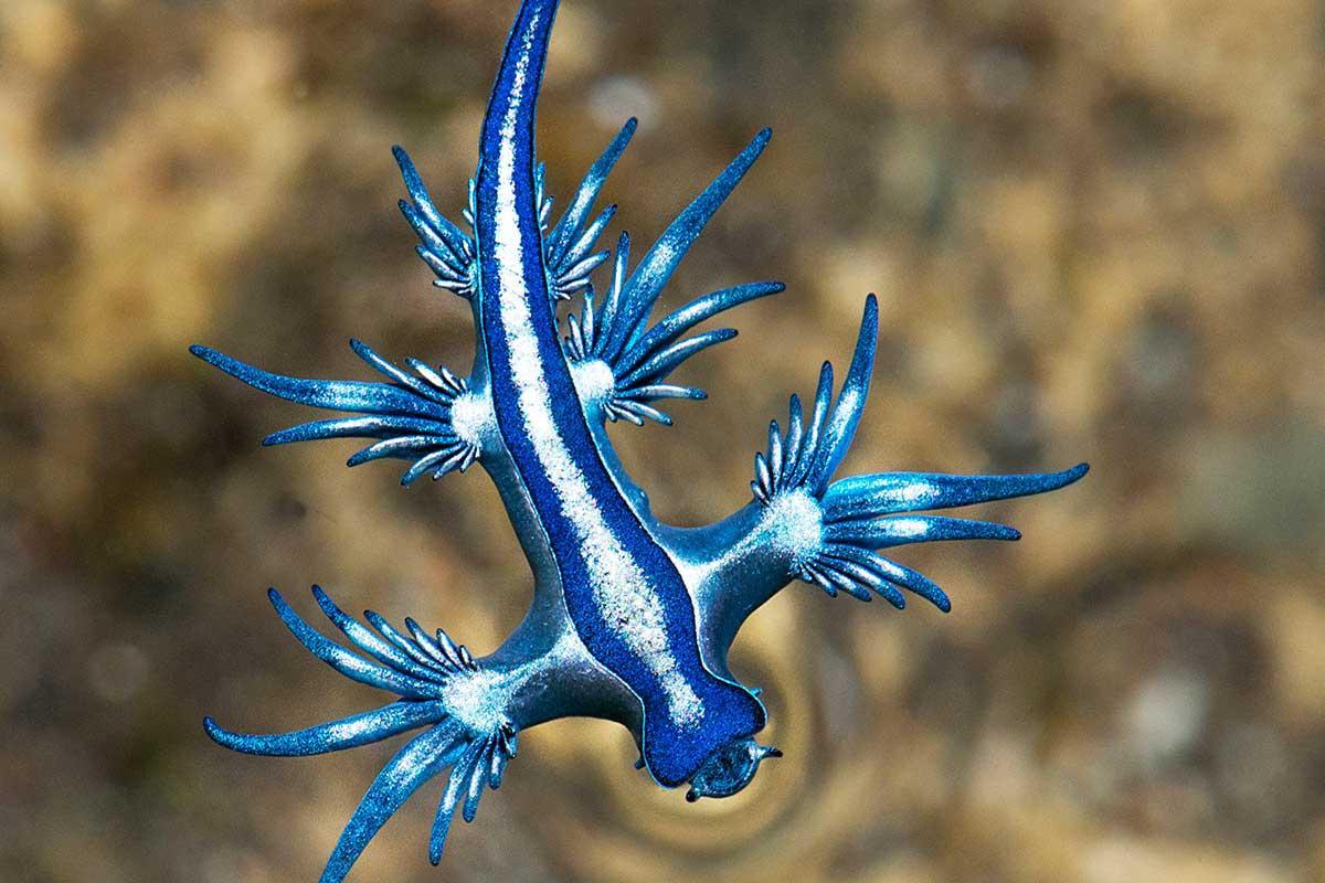 Aparece un dragón azul en aguas de Mallorca después de 300 años desde el último avistamiento