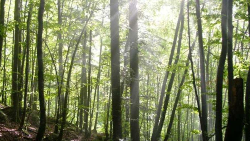 Bäume haben auch ein Körperbewusstsein: Sie korrigieren ihre Haltung, um das Wachstum zu orientieren