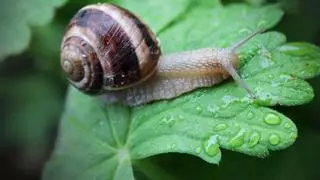 Adiós a los caracoles: trucos caseros para ahuyentarlos y eliminarlos de tus plantas